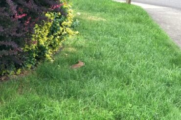 THỎ CON - CUTE BUNNY