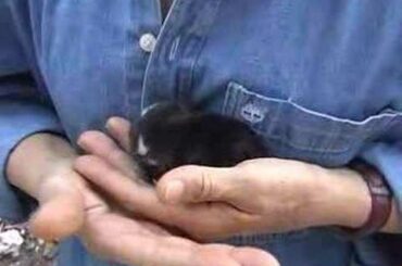 baby bunny sleeping quietly