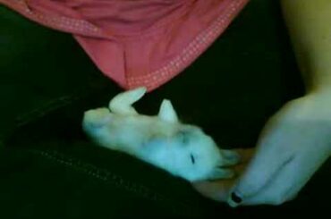 sleeping baby bunny