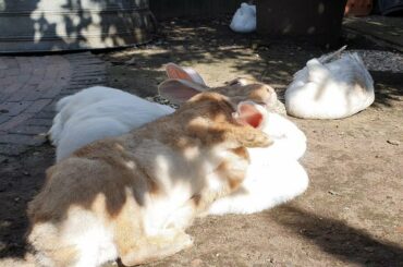 Sweet rescued bunny flopping on top of his girlfriends 😂