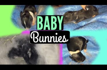 BABY BUNNIES!?!?!?