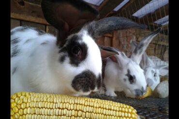 What do Rabbits like to eat? Look what Baby Bunnies eating!