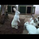Cute bunny rabbits scared of hissing sound | Rabbitry | funny rabbit video|