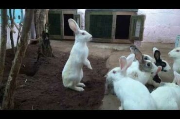 Cute bunny rabbits scared of hissing sound | Rabbitry | funny rabbit video|