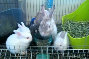 Adorable Baby Bunnies Eating Lunch