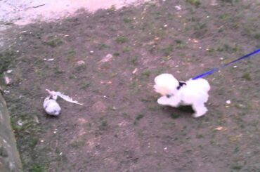 Pekoe the Poodle: Tries to Play with Baby Bunny