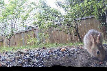 cute bunny crunches on... EGGSHELLS???