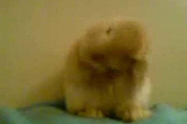 Cutest Bunny in the World!