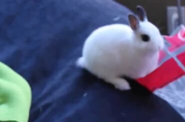 Silly Bunny Slips Into a Bag of Hay