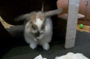 Baby Bunny Grooming