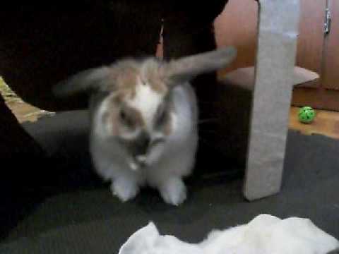 Baby Bunny Grooming