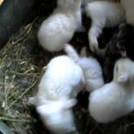 Florida white momma bunny and baby bunnies