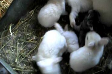 Florida white momma bunny and baby bunnies