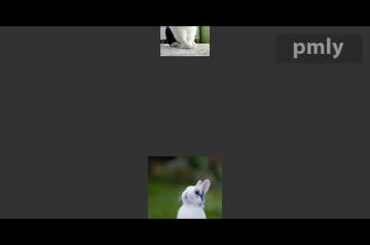 Cute and funny bunny video