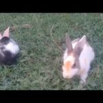 Rabbit   A Funny And Cute Bunny Videos Compilation