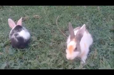 Rabbit   A Funny And Cute Bunny Videos Compilation