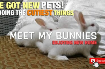 WE GOT NEW PETS | Meet my bunnies 🐰🥕