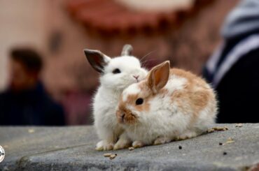 Cute Rabbits - Funny Baby Bunny Rabbit Videos Compilation || new era beam