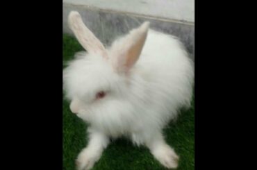 Cute twins baby playing with angora rabbit bunny