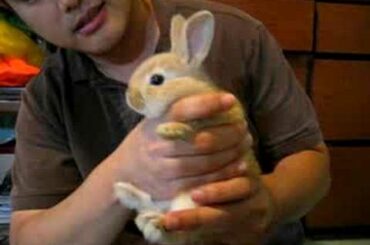 Baby rabbit