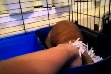 Cute Bunny is Playing