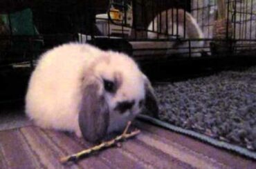 Cute Bunny Scaring Self