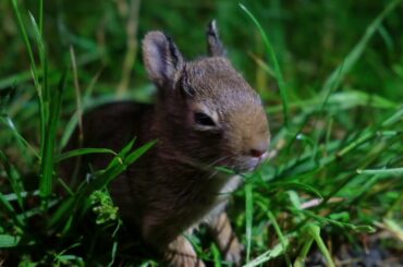 Cute Baby Bunny in my backyard