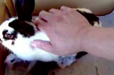 rabbit mother feed their baby  www.extremebeautysupply.com