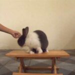 Baby Rabbit - intelligent