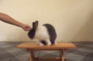 Baby Rabbit - intelligent