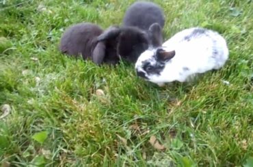 Baby Bunnies First Time in Exercise Pen - Holland Lops 6wks