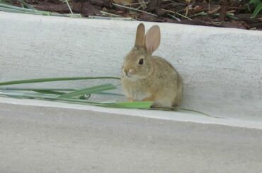 Cute rabbit - Palisades Drive, Dublin, California