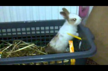 My Baby Bunny Escaping From Cage :) Luffy's Prison Break