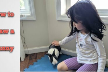 How to draw a cute bunny rabbit pet