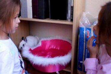 This is Serious!! Playing with a baby bunny