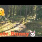Forest Rabbit | Cute Bunny