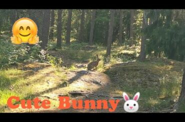 Forest Rabbit | Cute Bunny