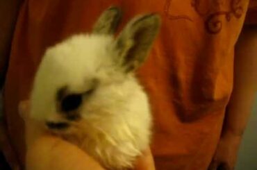 Santee Alley Baby Bunny Rescued January 28, 2011