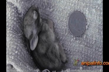 How Big is a Baby Cottontail Bunny Named Esther