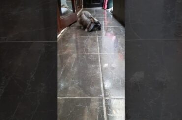 Double Trouble muncul lagiii😆😆 Rabbit Bunny Cute🐰🐇🐰🐇