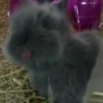 Adorable Baby Bunny Licking Glass