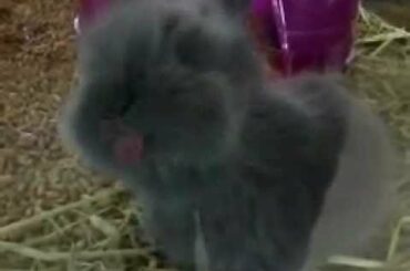 Adorable Baby Bunny Licking Glass