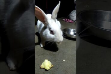 cute rabbit eating apple