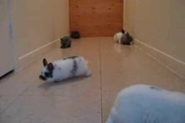 Netherland Dwarf Baby Bunnies