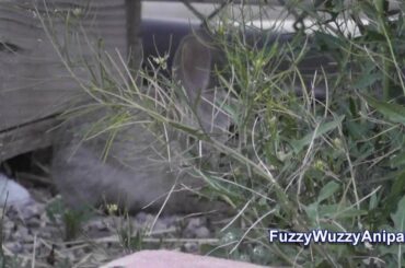 Wild Baby Bunny 1 - Being Shy