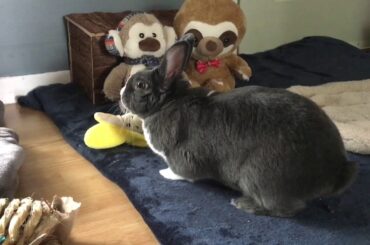 Cute Bunny Wants to Play