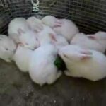 Baby Bunnies part 7