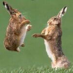 Funny Bunny Videos | Funny Rabbit Videos Compilations | Bunny Videos| Funny animal videos for kids