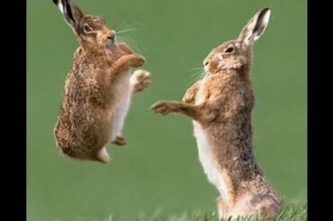 Funny Bunny Videos | Funny Rabbit Videos Compilations | Bunny Videos| Funny animal videos for kids