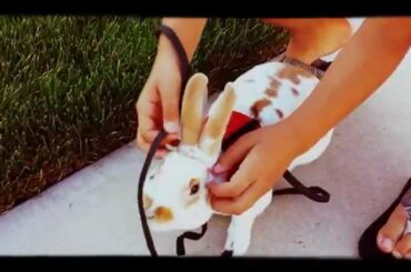 Cute! Bunny goes for a "walk" (with BONUS dog trick).
